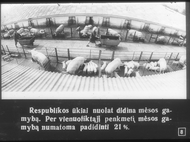 Skaidrė Nr. 8