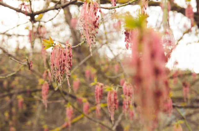 Mėsingi medžiai. Mesiu apleistus, pereisiu prie floros